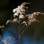 4 Goldrute Samenstand_tgp_37a
