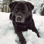 Winter Hund Schnee