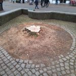 Gefällter Baum Unna