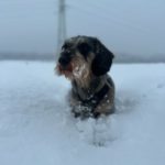 Hund schnee