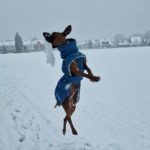 Hund schnee Ballett