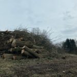Baumfällung Kessebüren