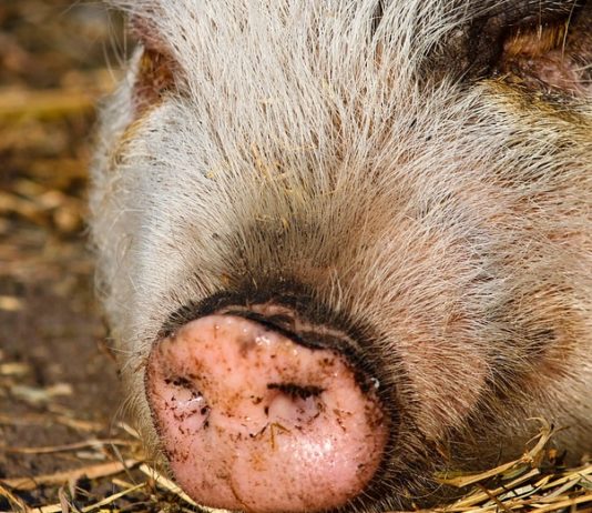 100 Schweine sterben bei Brand in Schweinestall in Werne – Diesel läuft auf Hof aus