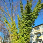 Baum bewachsen Efeu Königsborn Dornsieferweg