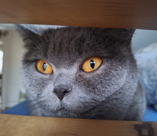 „Tiere gehören nicht unter den Weihnachtsbaum“ – Tierheim Unna vermittelt diesmal trotzdem auch vor dem Fest