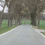 #Meist gelesen 2025 – März: Plötzlich kreuzte ein Wolf – Video zeigt faszinierenden Moment in Unna-Billmerich