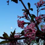 Blüten Frühling Mond