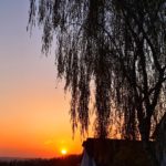 Sonnenuntergang Weide Baum