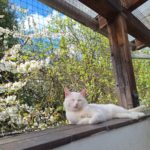 Kater Balkon