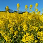 Raps Frühling