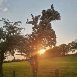 Baum Frühling Blüte Abend