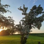 Baum Frühling Blüte