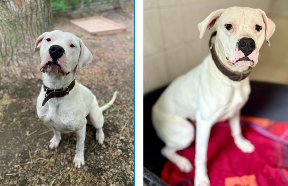Tierheim-Unna-sucht-f-r-Dogo-Argentinos-Jakob-und-Mary-erfahrene-geduldige-Menschen