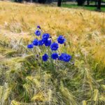 Getreide Kornblumen