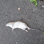 Tote Ratte