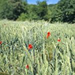 Getreide Mohn Sommer