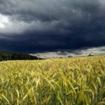 Getreide Gewitter Sommer