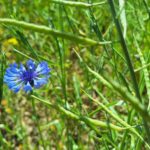 blaue Blume Kornblume sommer