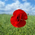 Mohn Sommer