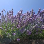 Lavendel Sommer