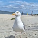 Strand Möwe