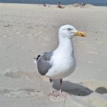 Strand Möwe