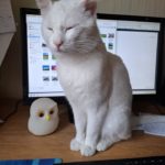 Frodo Katze büro