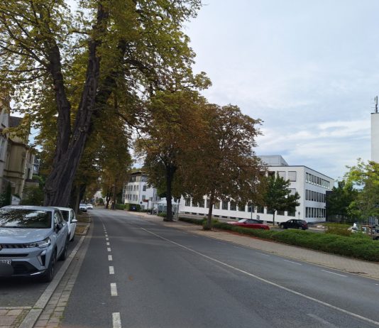 100 Jahre alte Kastanie an der Friedrich-Ebert-Straße musste gefällt werden – Neupflanzungen in Kürze