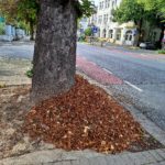 Laub städtischer Bäume auf die Straße pusten? Stadt Unna erinnert Eigentümer an Reinigungspflichten