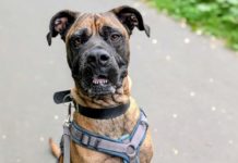 Kräftige, liebevolle Menschen gesucht: Der lustige Flash sucht ein neues Zuhause