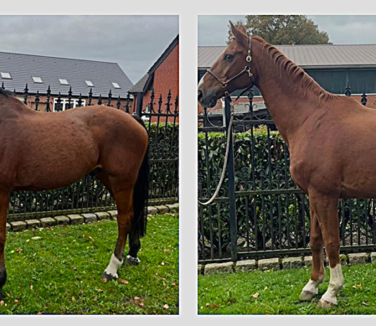 Kreisveterinäramt vermittelt zwei Pferde aus Tierschutzfall – Eignung für Reitsport ist bei beiden offen