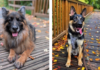 Tiere der Woche: Die Schäferhundrüden Asco und Jack suchen „ihre“ Menschen
