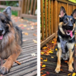 Tiere der Woche: Die Schäferhundrüden Asco und Jack suchen „ihre“ Menschen