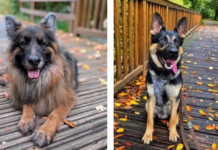 Tiere der Woche: Die Schäferhundrüden Asco und Jack suchen „ihre“ Menschen