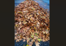 Pedelecfahrerin stürzt auf laubbedecktem Rad-/Gehweg in Werne und erleidet Kopfverletzung