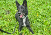 Tier der Woche im Kreistierheim: Mischling Timmy sucht liebevolles, sachkundiges Zuhause ohne Kinder