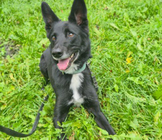 Tier der Woche im Kreistierheim: Mischling Timmy sucht liebevolles, sachkundiges Zuhause ohne Kinder