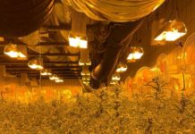 Illegale Cannabisplantagen u. a. in Unna und Holzwickede entdeckt: Vier Haftbefehle