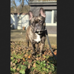 Tier der Woche im Tierheim Unna: Bruno sucht liebevolles Zuhause mit klaren Regeln und Struktur