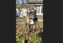 Tier der Woche im Tierheim Unna: Bruno sucht liebevolles Zuhause mit klaren Regeln und Struktur