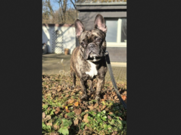 Tier der Woche im Tierheim Unna: Bruno sucht liebevolles Zuhause mit klaren Regeln und Struktur