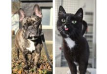 Rüde Bruno sucht liebevolles Zuhause mit klarer Struktur – Schmusekater Pablo kam wegen Todesfall ins Tierheim