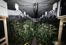Cannabisplantage mit über 2000 Pflanzen in Bergkamen entdeckt