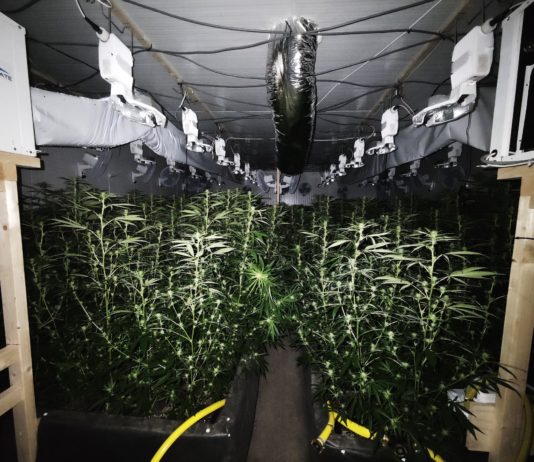 Cannabisplantage mit über 2000 Pflanzen in Bergkamen entdeckt