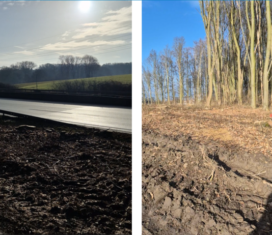 Ausbau des Kreuzes Dortmund-Unna: Videospaziergang – Leserin bestürzt über Ausmaß der Waldrodung an der A44
