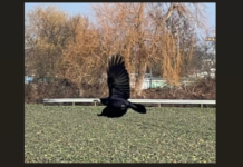 580 Saatkrähen-Brutpaare in Unna rauben Anwohnern und Bauern den letzten Nerv – Politik „erschüttert“ darüber, was alles nicht geht