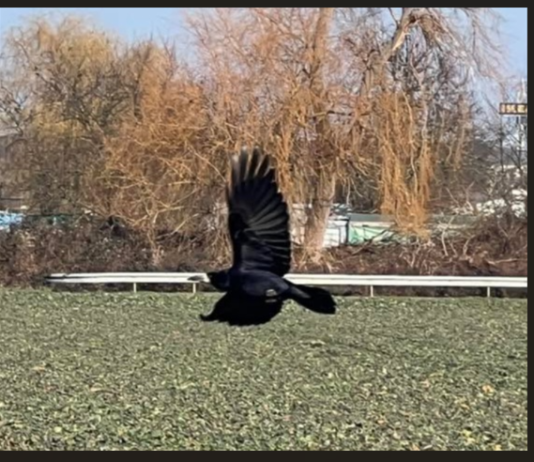 580 Saatkrähen-Brutpaare in Unna rauben Anwohnern und Bauern den letzten Nerv – Politik „erschüttert“ darüber, was alles nicht geht