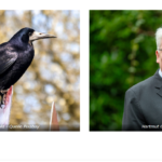 „Saatkrähen-Konflikte“ im Kreis Unna: Ganzke (SPD) enttäuscht über Antwort der Landesregierung