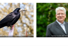 „Nutzungskonflikte“ zwischen Saatkrähe und Mensch im Kreis Unna: SPD bringt Thema im Landtag und Kreistag voran