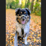 Familie war überfordert: Tierheim Unna sucht hundeerfahrene Menschen für Mix-Rüden Pumba